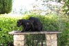 Cuccioli Nuvola Rossa