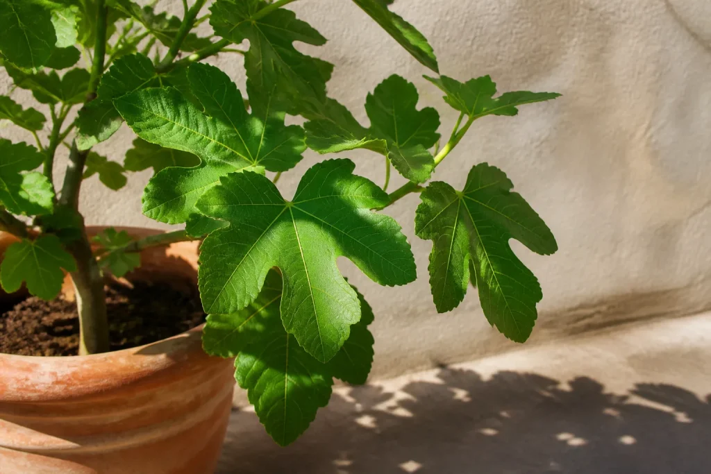 Foglie verdi di fico rigoglioso in vaso terracotta