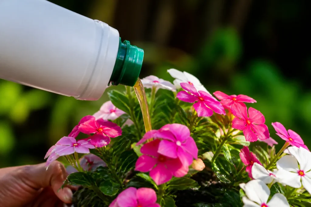 Liquido fertilizzante versato su pianta fiorita