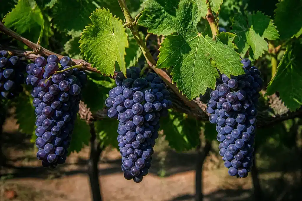 Grappoli d'uva viola su vite verde durante vendemmia