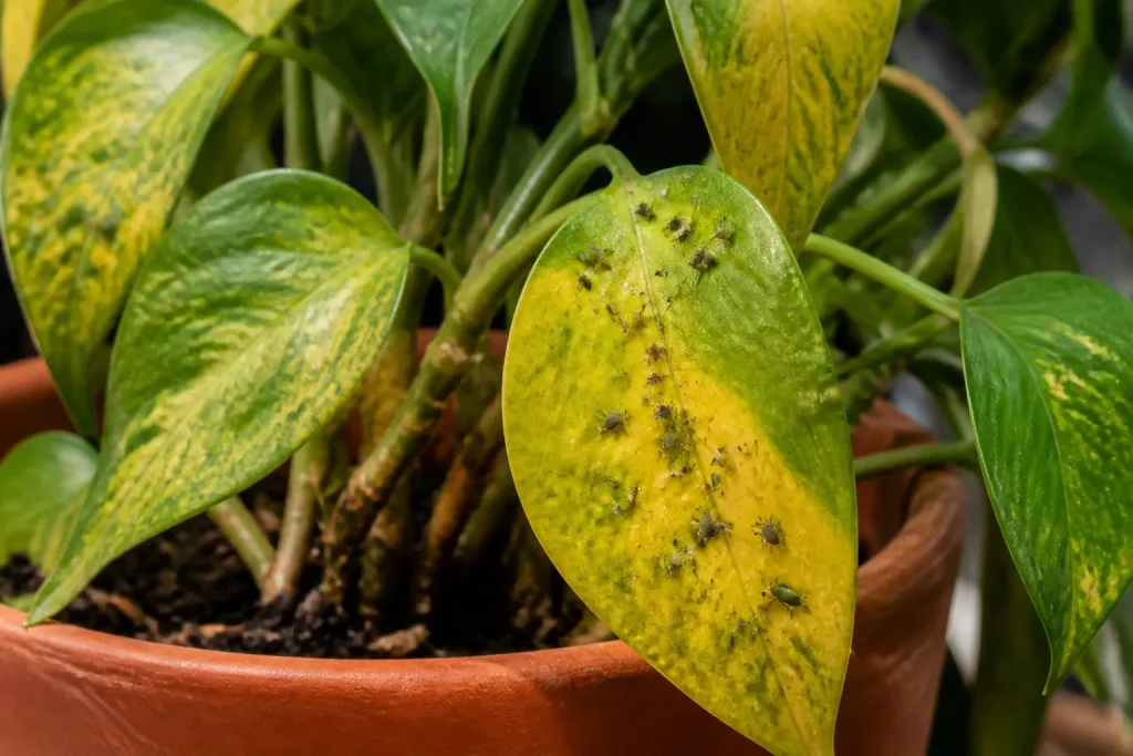 Pianta in vaso con foglie gialle e parassiti