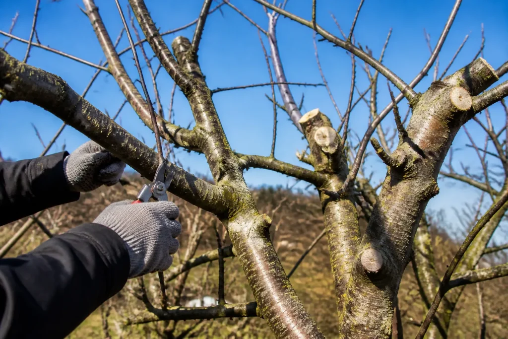 Potatura invernale di albero con rami strutturali chiaramente visibili
