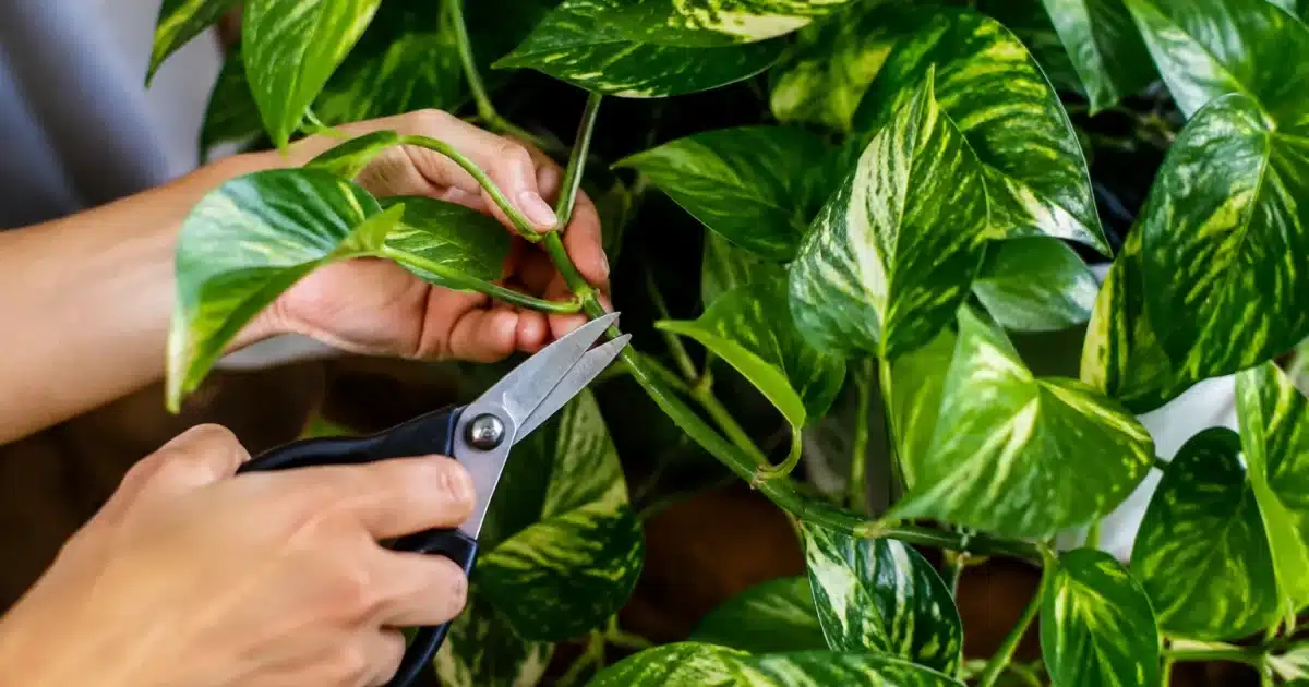 Mano che pota ramo di pothos verde con foglie dense