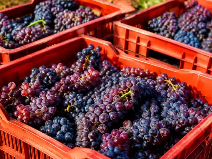 Grappoli d'uva rossa in cassette di raccolta dopo la vendemmia