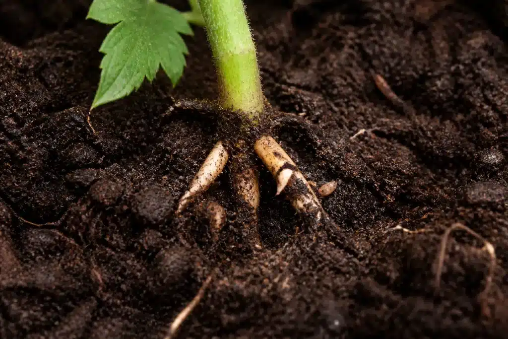 Radici di pomodoro accorciate e deformate nel terreno scuro