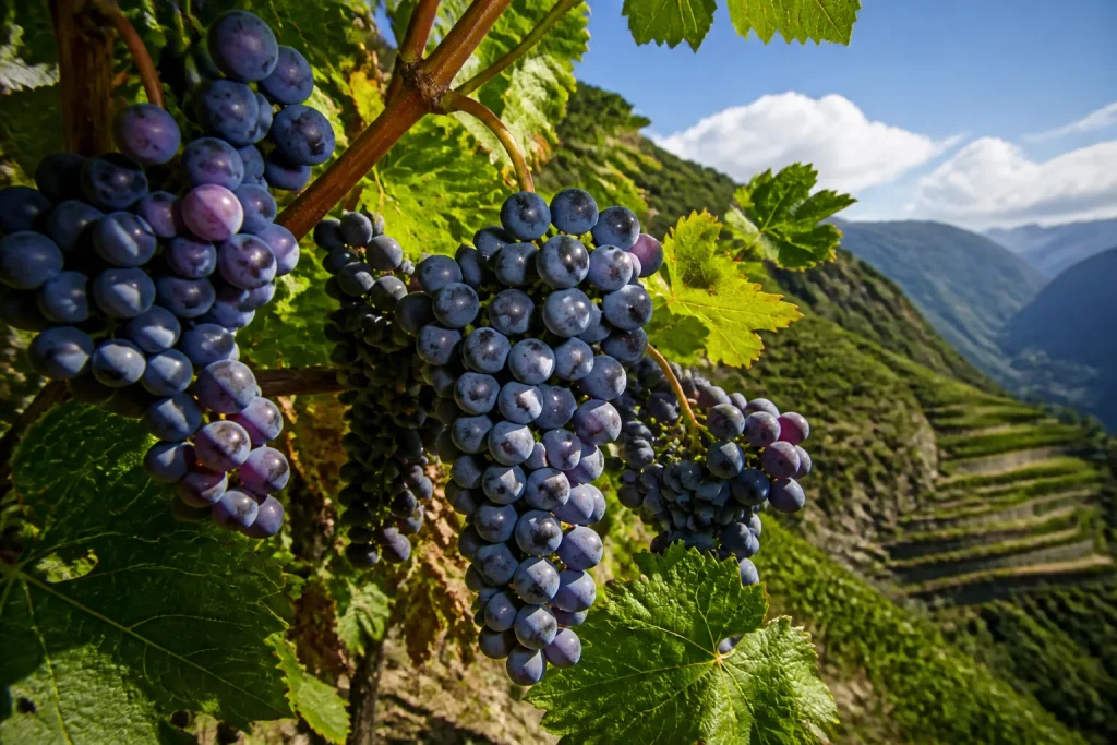 Uve con bucce spesse su versante montano soleggiato