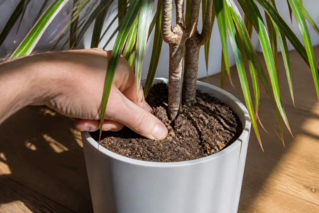 Mano verifica terriccio asciutto della dracena